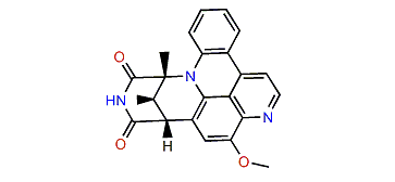 Segoline B